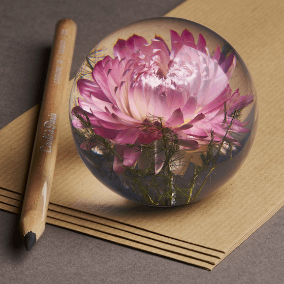 Helichrysum Pink Paperweight - Brevvægt med Ægte Blomst