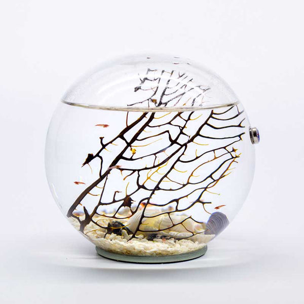 Beachworld Ecosystem - Biosphere with Shrimps
