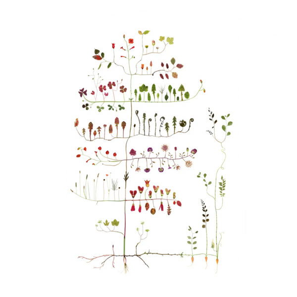 Lottas Trees - Garden Tree print