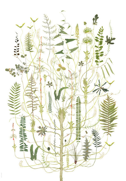 Lottas Trees - Green Flora Print