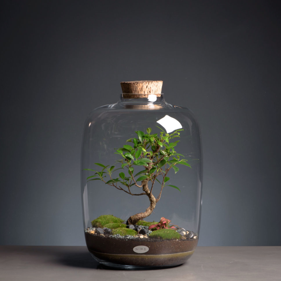 Niwa terrarium hos areastore! green factory terrarium bonsai AREASTORE.DK
