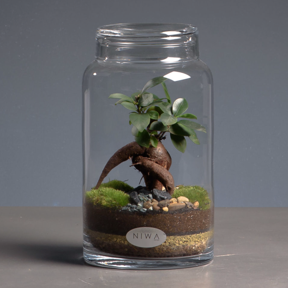 Niwa terrarium hos areastore! green factory terrarium bonsai AREASTORE.DK
