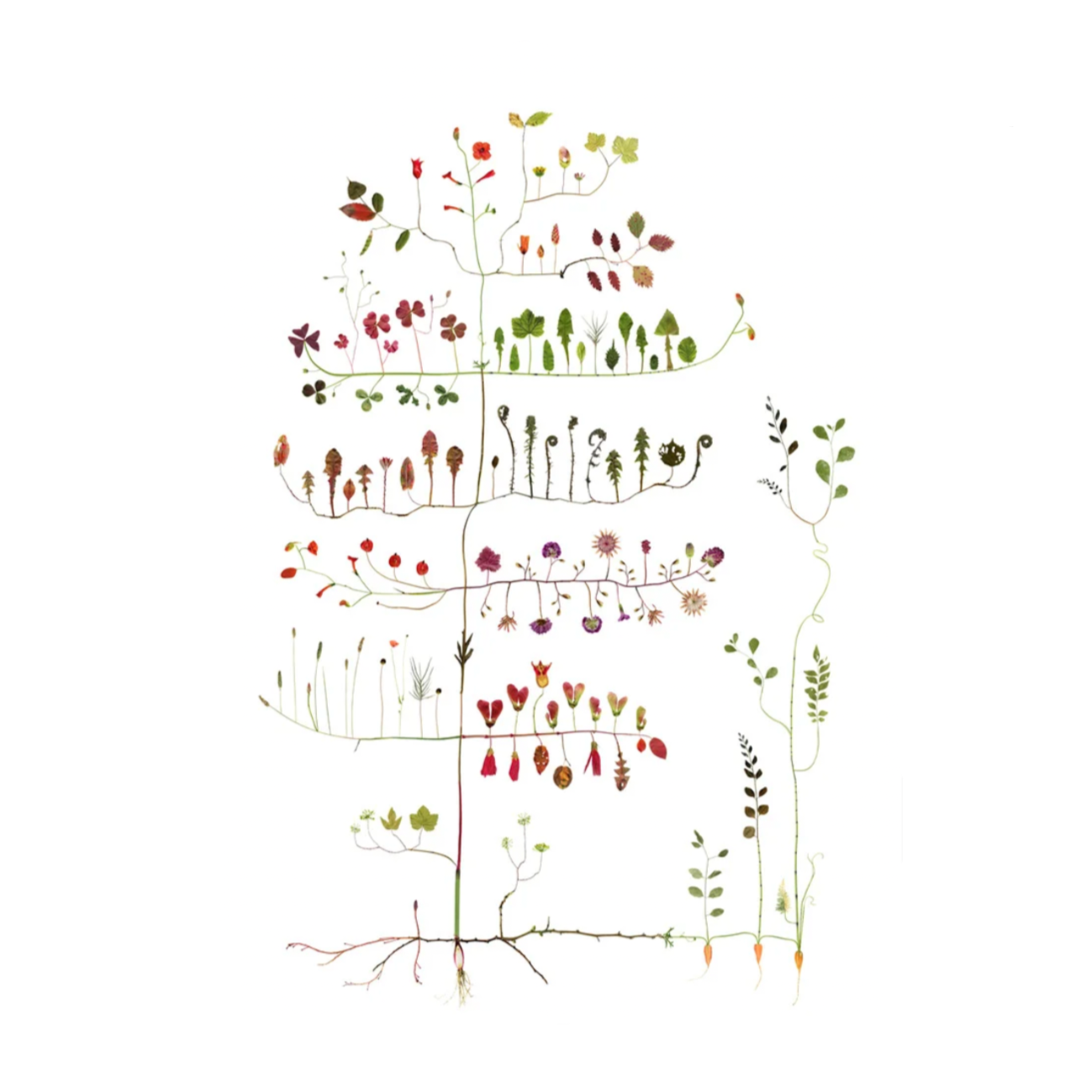 Lottas Trees - Garden Tree print - Smukt Print af Lotta Ohlsson